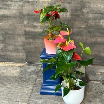 WhatsApp Image 2024-03-12 at 12.42.44